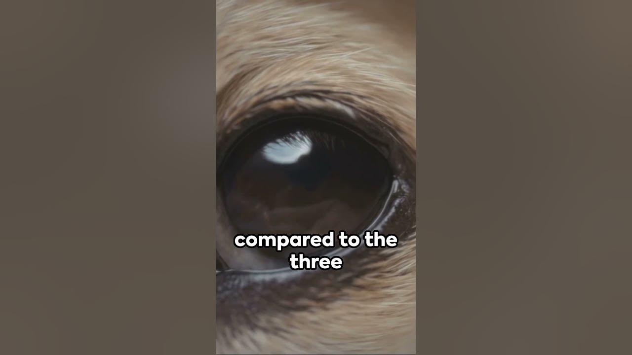 Busting the dogs are colorblind myth.