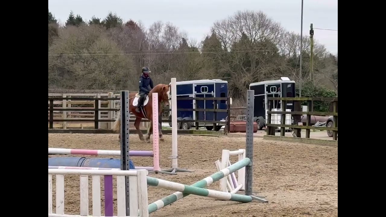 EVIE 16.1HH 4 YEAR OLD IRISH SPORTS HORSE MARE