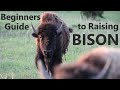 How To Raise BISON