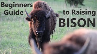 How To Raise BISON