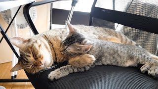 【感動】本当の親子のように寄り添う猫たちが可愛い♪【保護子猫】