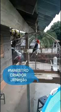 Cardeal 4 notas MAESTRO