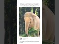 Elephant Stylist: The Zoo’s Most Creative Hair Salon 🐘✂️ #viral