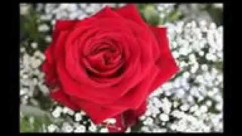 الشيخ ممدوح عامر سورة یس جزاه الله خيرا