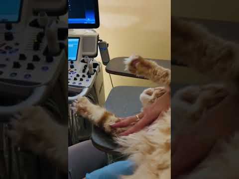 Только посмотрите на эти лапки) #питомцы #ветеринар #кошка