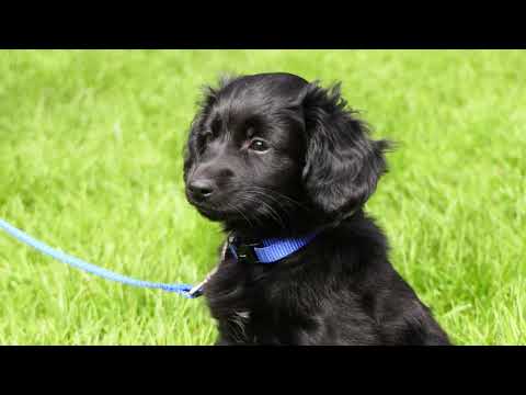 Video: Abnormale Molaire Ontwikkeling Bij Honden - Abnormale Molaire Ontwikkeling Bij Honden