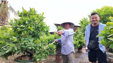 Chưa Tết đã sắp hết mai Út Đực hướng dẫn CÁCH CUỐI hãm mai nở sớm sau mưa đêm và chia thuốc nhện đỏ