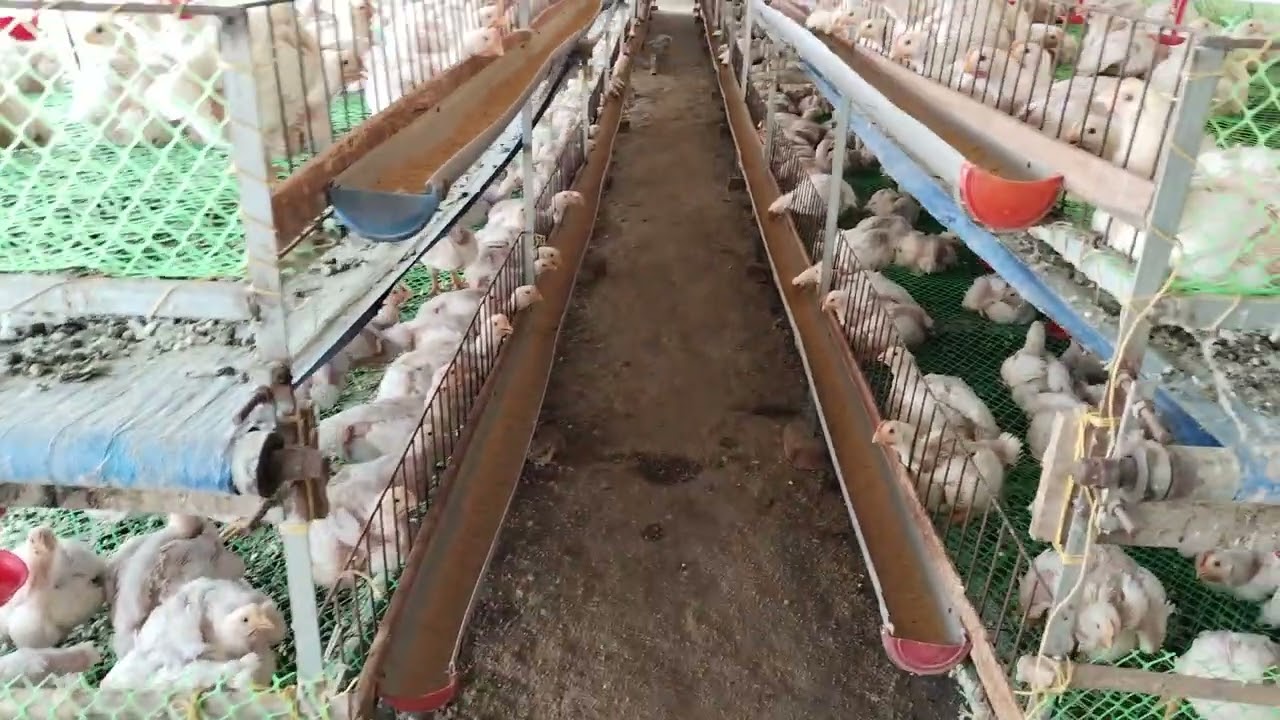 গরম কম লাগানোর উদ্যোগ#shortvideo #music #love #funny