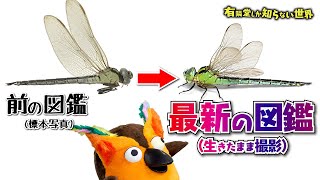 The World of Insect Encyclopedia - The World Only YURINDO