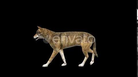 4K Wolf Walk | Motion Graphics - Envato elements