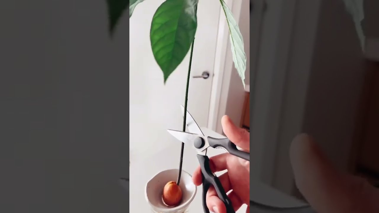 Cut Your Avos Avocado Indoorplants Diy Plants