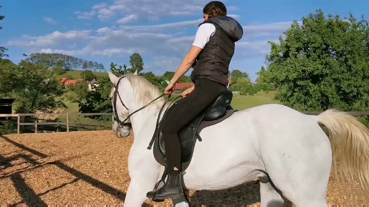 SIGLAVY LIZA XXXVI /Lipizzaner Wallach