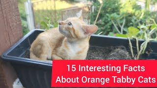 15 Fascinating Facts About Orange Tabby Cats 😻👀