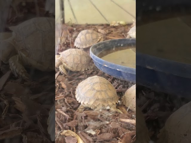 👶 African Sulcata Tortoise 🐢 #turtle #baby #tortoise