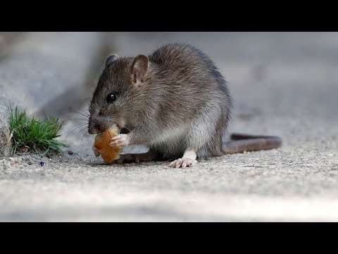Vidéo: Des Rats Dans Un Rêve : à Quoi Faut-il Se Préparer ?