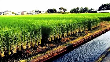 Cross Process Video Summer Evening  PENTAX Q