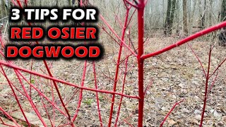 Red Osier Dogwood For Deer  3 Things I've Learned