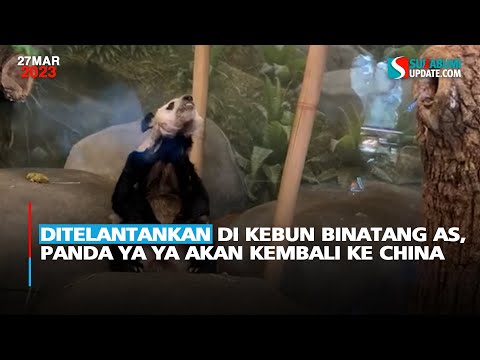 Video: Informasi Pengunjung Kebun Binatang Memphis