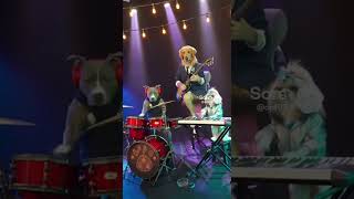 Tour Dates TBA #dogs #pitbull #shihtzu #goldenretriever #puppy #band #music #ai #funny