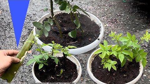 Chi Cần Một ít nha đam mọi chồi non của hoa Hồng đều trở nên mạnh mẽ 