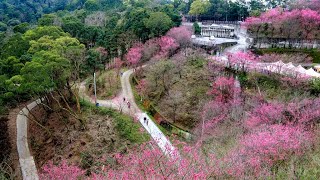 2022-02-09苗栗獅潭協雲宮賞櫻