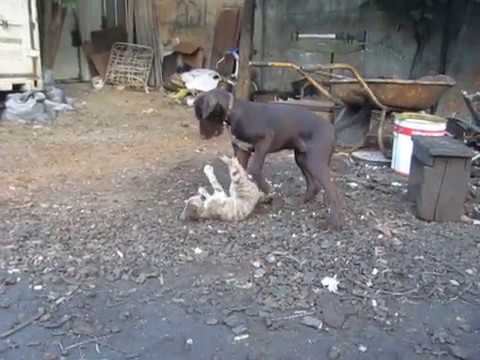 datxari დათხარი \"chatlaxi kekvi\"