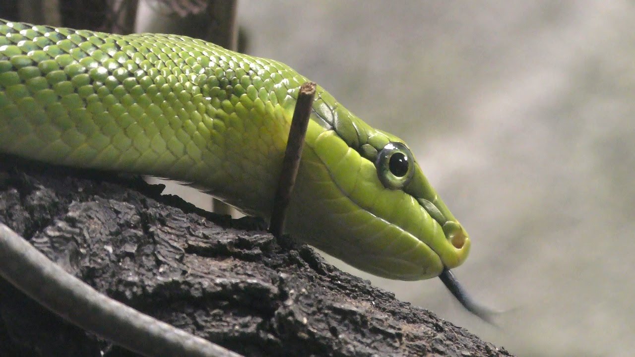 ホソツラナメラ,シンガポール動物園,Red-tailed Racer,Singapore Zoo