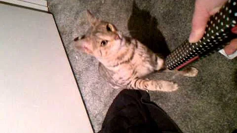 Cat vs Straightener.3gp