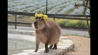 Жиза? Capybara ! Капибара !