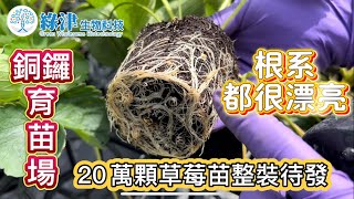 草莓育苗-苗栗銅鑼
