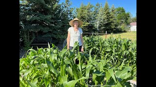 Summertime Vegetable Growing Tips: Everyone Can Grow a Garden (2022) #27