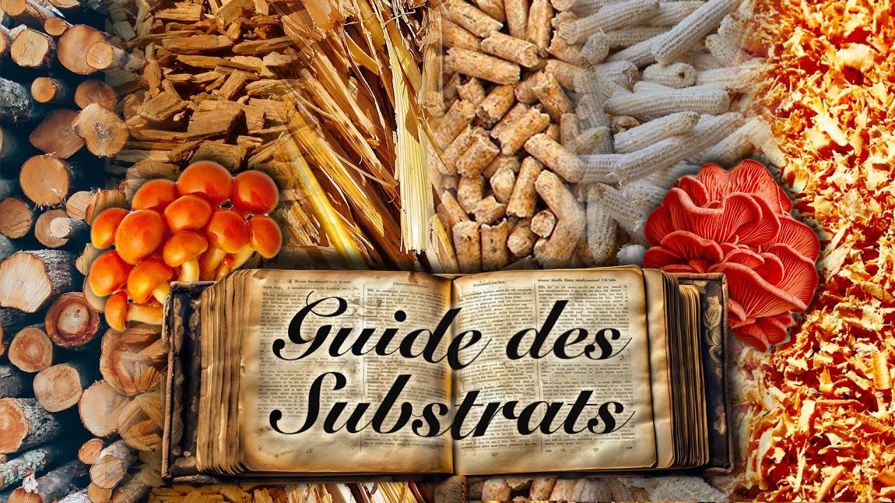 eBook - Guide de culture de champignons comestibles