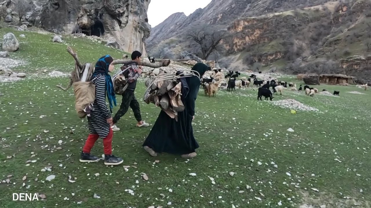 Collecting firewood in the mountains by nomadic women for fuel - YouTube