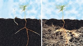 Best, inexpensive, no labor, thing you can do for a healthy plant!