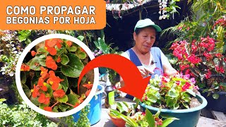 Esto es lo que tienes que hacer para PROPAGAR BEGONIAS / PROPAGAR BEGONIAS  Para Principiantes