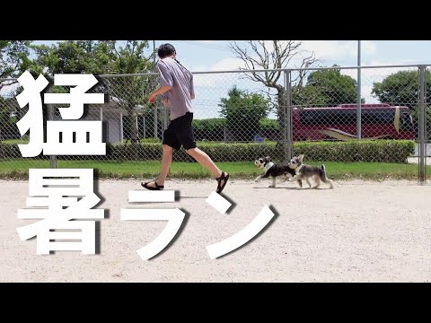 【ドッグラン】暑さ対策万全！ドッグランを貸切で楽しむ兄妹シュナウザー【ミニチュアシュナウザー多頭飼い】