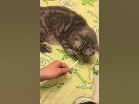 Котан - YouTube
