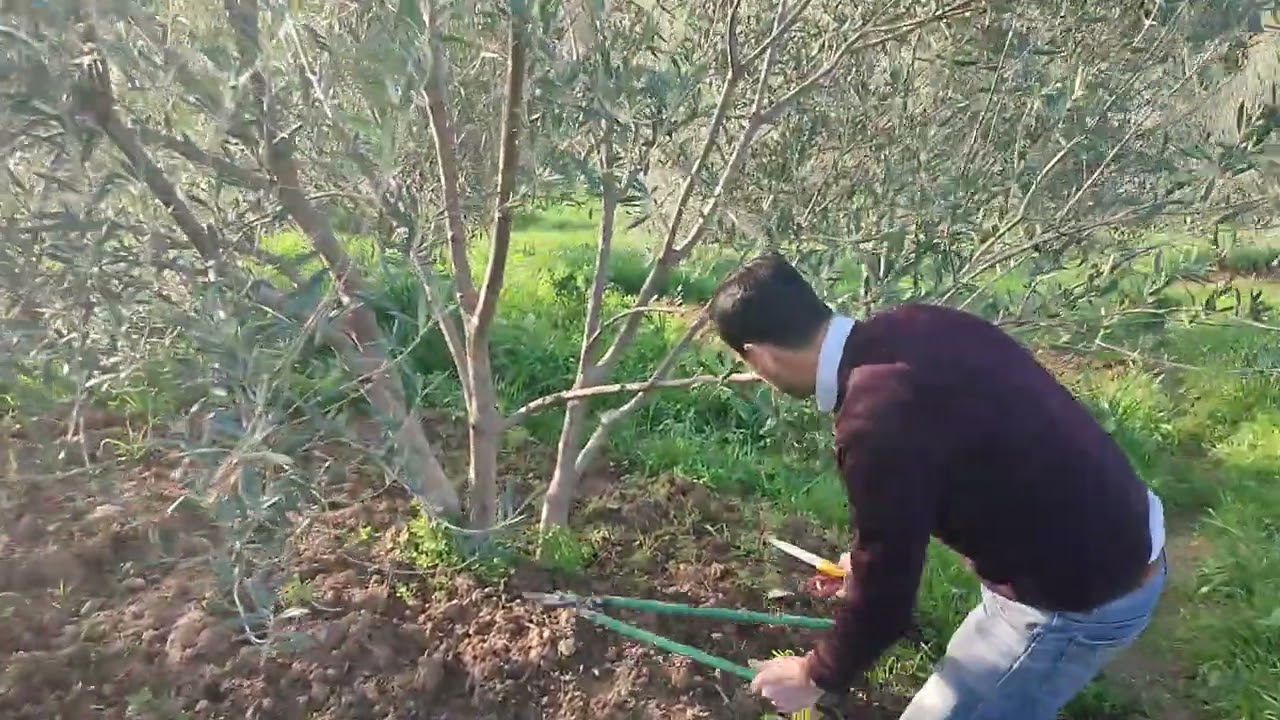 @Taille de fructification d'olivier conduit en poly-troncs