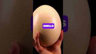 The INCREDIBLE Size Of OSTRICH Eggs 🥚🐣 | Animal Facts
