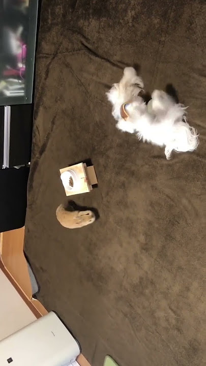 自由な犬と冷静沈着なうさぎ　　全く取り合わない