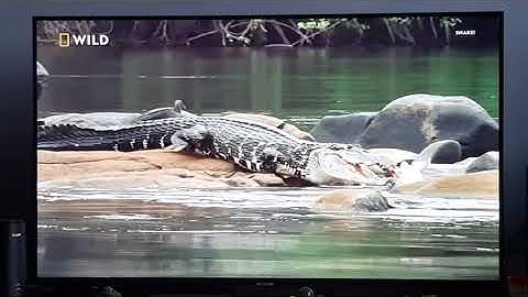 Black Caiman | South America