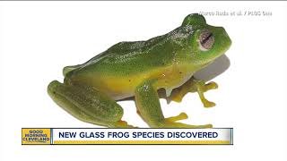 New glass frog species discovered