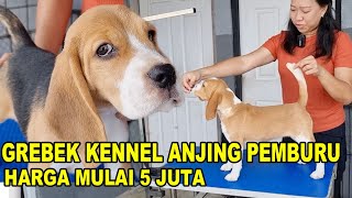 Grebek Peternak Anjing Pemburru  Windsor Beagle