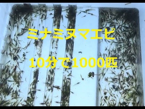 ミナミヌマエビすくい 1000匹 大量 すくってきた水草採取 糞の掃除に最適 捕獲 Minaminumaebi Youtube