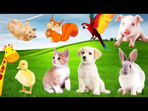 Animal Sounds: Hamster, Kitten, Puppy, Duckling, Giraffe, Monkey, Gorilla, Parrot, Pig, Cat, Dog...