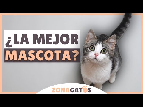 Video: 10 razones por las que los gatos son las mejores mascotas