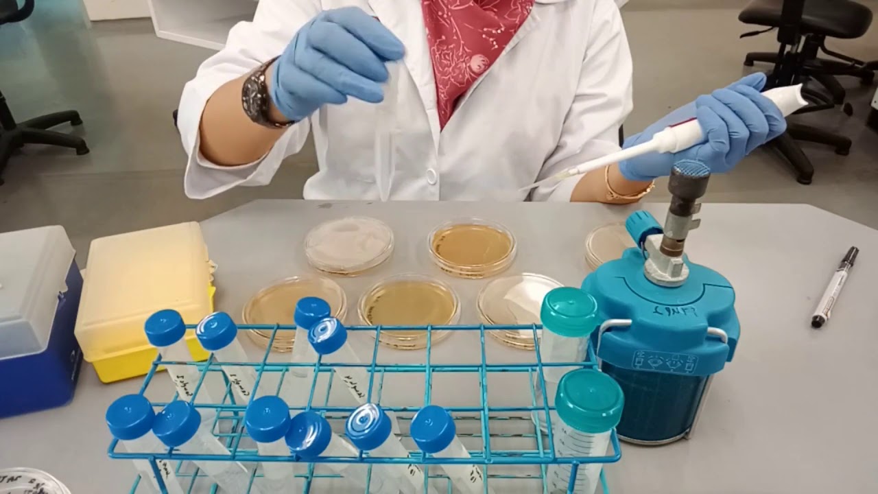 Microbiological techniques (Serial dilution, spread plate & pour plate