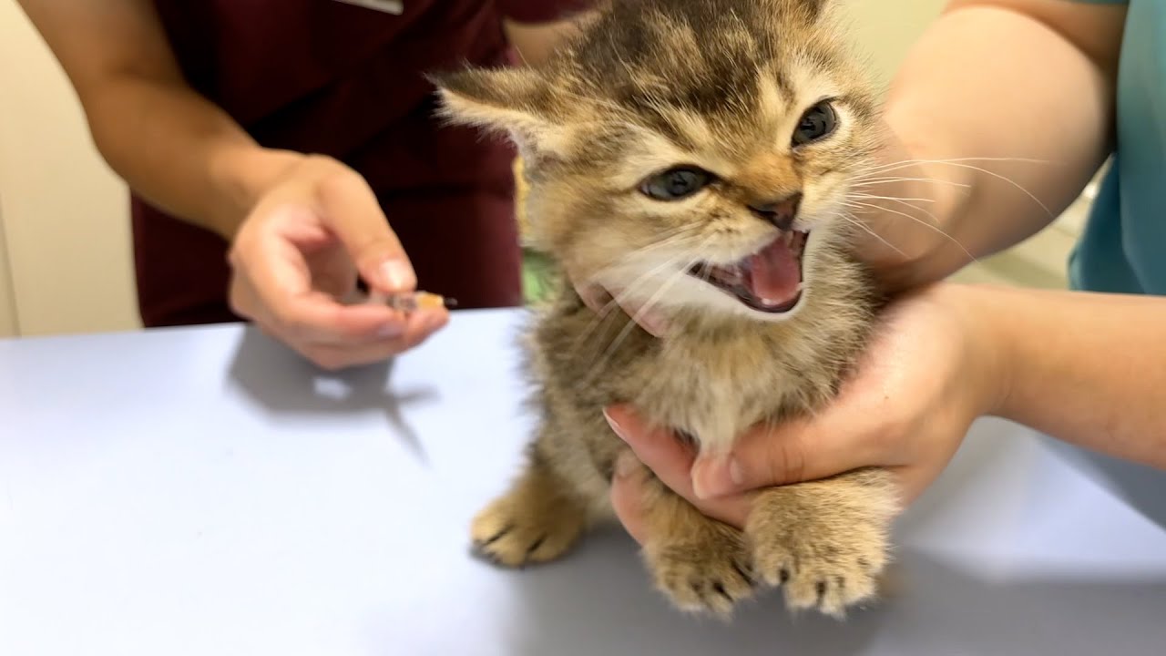 Lili s kittens went wild with their first vaccinations youtube