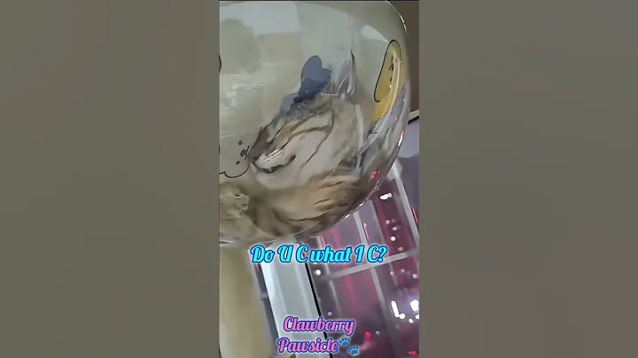 Watch the video about Random Cat Vibes Only 🐾#viral #cat #funnycat #trendingreels