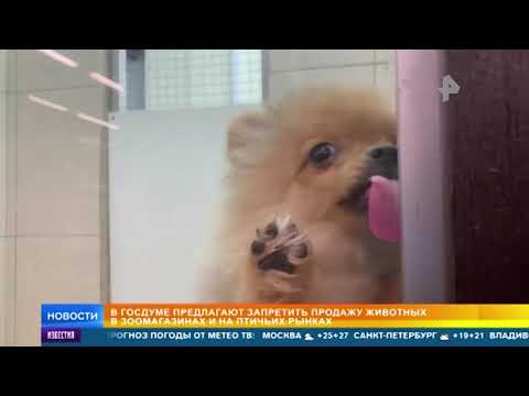 В Госдуме предлагают запретить продажу животных в зоомагазинах